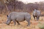 White Rhinos in Namibia (Photo by Ikiwaner via Wikipedia)