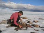 University of Colorado-Boulder professor Gifford Miller collecting dead plant samples from the edge of a Baffin Island ice cap. (University of Colorado photo)