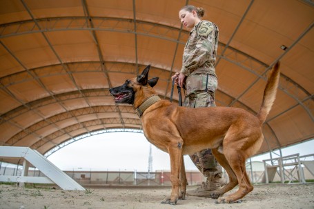 386th ESFS demonstrates K-9 capability at MWD Expo